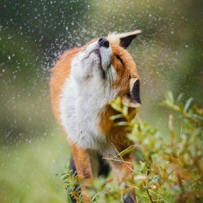 Fox Ritch :fjoxicon:🇩🇪's avatar